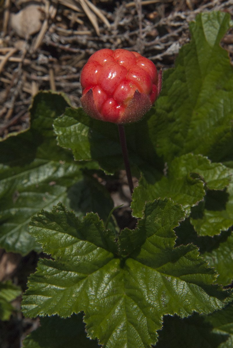 Rubus chamaemorus, Cloudberry